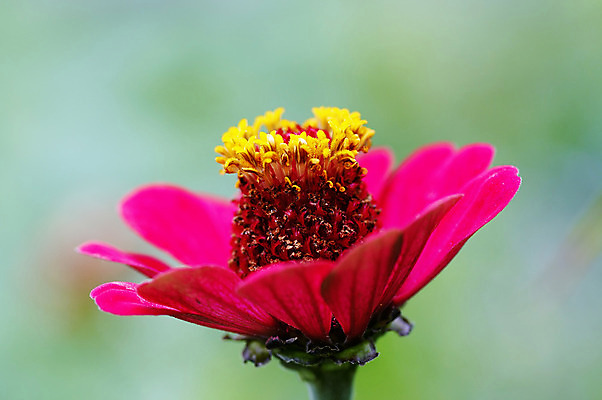 포토 JPG 해외이미지 꽃잎 꽃 컨셉 자연 추상 사람없음 공상 해외202004 해외포토 식물 무늬 생태계 파일형식 이미지허브