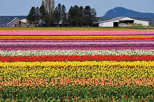 포토 JPG 해외이미지 식물 꽃잎 꽃 꽃무늬 밭 전구 자연 사람없음 빨간색 컬러풀 농장 정원 봄 튤립 벚꽃 개화 원예 해외202004 해외포토 계절 컬러 무늬 농업 취미 생태계 파일형식 이미지허브