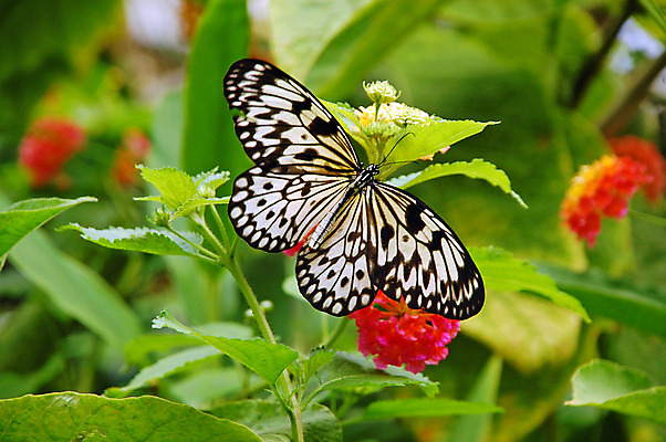 포토 JPG 해외이미지 식물 동물 꽃 야생동물 나비 곤충 날개 자연 사람없음 정원 검은색 줄무늬 흰색 벌레 해외202004 해외포토 컬러 무늬 생태계 파일형식 이미지허브