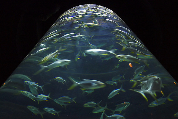 포토 JPG 해외이미지 모래 바다 여행 따뜻함 동물원 어류 사람없음 물 빛 수중 어둠 스노클링 해조류 다이빙 눈금 암초 수족관 깊이 해외202004 해외포토 자연요소 수영 수중동물 수상스포츠 해양식물 수중스포츠 파일형식 이미지허브