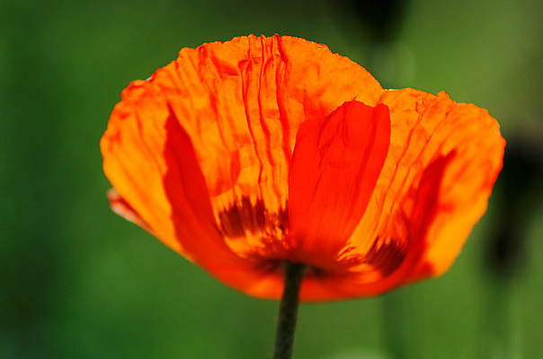 포토 JPG 해외이미지 꽃잎 꽃 꽃무늬 오렌지 자연 사람없음 빨간색 초록색 컬러풀 벚꽃 양귀비 내추럴 해외202004 해외포토 식물 컬러 무늬 과일 생태계 파일형식 이미지허브