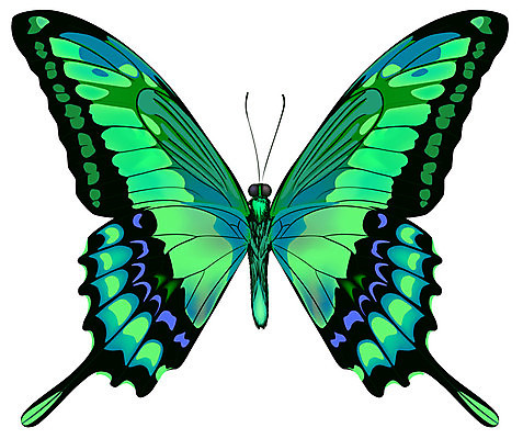 EPS 해외이미지 모양 동물 디자인 계절 실루엣 야생동물 나비 곤충 백그라운드 패턴 날개 일러스트 자연 추상 안테나 미술 그래픽 초록색 여름 파란색 우주 환경 검은색 봄 활발 흰색 화려 우아함 작음 수집 싱글 그림 생물학 대칭 해외202004 해외일러스트 교육 컬러 컨셉 무늬 통신 문화예술 촬영기법 크기 생태계 파일형식 벡터 이미지허브