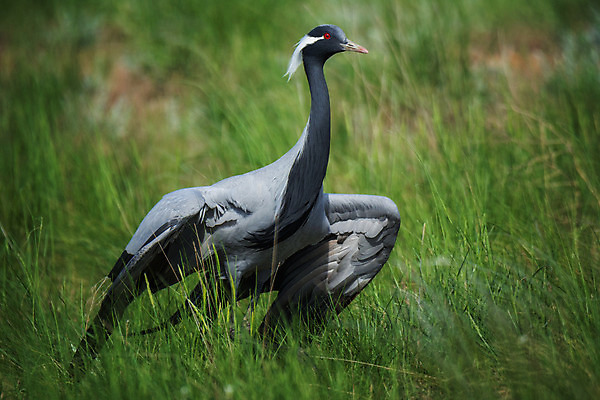 포토 JPG 해외이미지 동물 야생동물 자연 조류 사람없음 야외 기중기 러시아 러시아인 보호구역 해외202004 해외포토 서양인 유럽 중장비 생태계 구역 파일형식 이미지허브