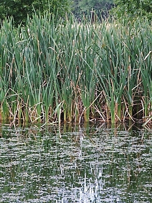 포토 JPG 해외이미지 식물 호수 자연 사람없음 물 탐험 사냥 탐사 생태학 그리너리 해외202004 해외포토 자연요소 교육 생태계 파일형식 트랜드컬러 이미지허브