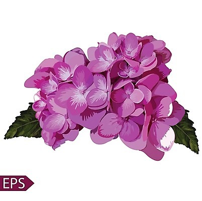 EPS 해외이미지 식물 손 디자인 배너 꽃잎 꽃 실루엣 종이 꽃다발 결혼 백그라운드 잎 꽃무늬 패턴 일러스트 자연 벽지 추상 미술 그래픽 장식 초록색 여름 파란색 정원 봄 수확 벚꽃 흰색 신용카드 생일 문신 그림 질감 복고 수국 고립 현실 해외202004 해외일러스트 계절 기념일 컬러 무늬 농업 문화예술 촬영기법 이벤트 신체부위 금융 생태계 파일형식 벡터 이미지허브