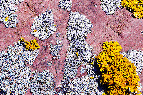 포토 JPG 해외이미지 백그라운드 자연 이끼 사람없음 빨간색 노란색 회색 오브젝트 질감 내추럴 화강암 해외202004 해외포토 컬러 암석 생태계 파일형식 이미지허브