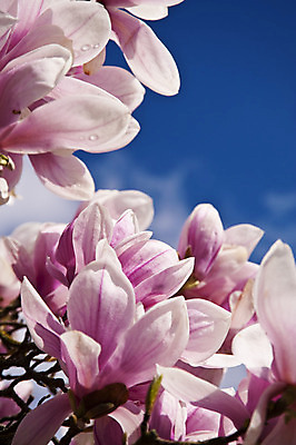 포토 JPG 해외이미지 나무 식물 꽃 분홍색 자연 하늘 사람없음 목재 빨간색 파란색 장미 정원 맑음 봄 벚꽃 흰색 개화 닫기 숲 4월 목련 해외202004 해외포토 계절 컬러 재료 모션 날씨 날짜 생태계 파일형식 이미지허브