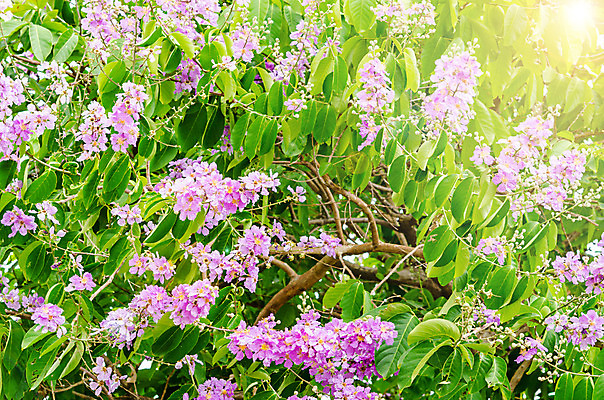 포토 JPG 해외이미지 식물 공원 꽃잎 꽃 행복 분홍색 백그라운드 잎 꽃무늬 태국 자연 하늘 추상 풍경 사람없음 야외 가로 초록색 여름 파란색 빛 햇빛 머리 정원 보라색 벚꽃 신선 개화 우아함 달콤 소프트포커스 부드러움 내추럴 생태학 세련 해외202004 해외포토 계절 공공시설 교육 감정 아시아 컬러 컨셉 무늬 촬영기법 신체부위 태양 감각 맛 생태계 파일형식 이미지허브