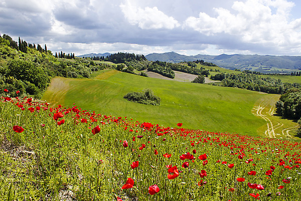 포토 JPG 해외이미지 나무 구름 계절 꽃 꽃무늬 밭 농업 자연 하늘 풍경 사람없음 야외 빨간색 초록색 여름 컬러풀 태양 농장 환경 맑음 봄 이탈리아 활발 들꽃 벚꽃 시골 5월 언덕 그림 양귀비 강렬 토스카나 해외202004 해외포토 자연요소 식물 유럽 산업 컬러 컨셉 무늬 날씨 날짜 생태계 파일형식 이미지허브