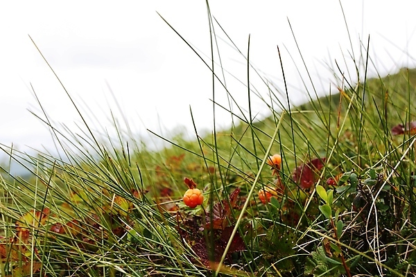 포토 JPG 해외이미지 열매 유럽 음식 농업 오렌지 자연 건강 노르웨이 사람없음 초록색 여름 컬러풀 수확 가을 신선 닫기 선택 달콤 맛 숲 가득함 유기농 내추럴 난쟁이 숙성 해외202004 해외포토 식물 웰빙 계절 나라 산업 컬러 컨셉 과일 모션 생태계 파일형식 이미지허브