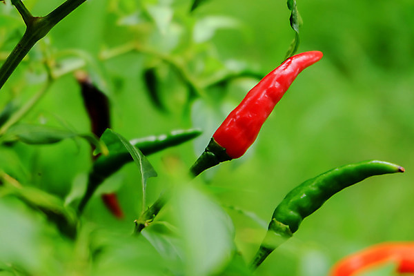 포토 JPG 해외이미지 나무 식물 음식 잎 농업 채소 자연 고추 피망 건강 사람없음 빨간색 초록색 농장 정원 맑음 수확 성장 신선 뜨거움 맛 향신료 유기농 원예 매움 후추 내추럴 오리지널 해외202004 해외포토 웰빙 산업 컬러 컨셉 날씨 취미 생태계 향미료 파일형식 이미지허브