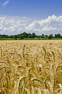포토 JPG 해외이미지 주간 나무 농업 하늘 사람없음 야외 농작물 농사 밀 보리 보리밭 밀밭 해외202004 해외포토 자연요소 식물 산업 밭 곡류 파일형식 이미지허브