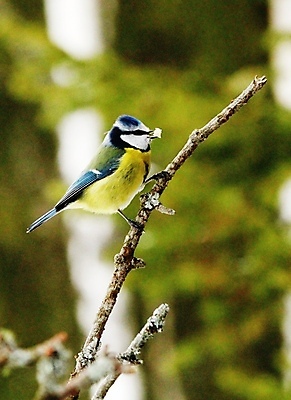 포토 JPG 해외이미지 나무 겨울 조류 노르웨이 사람없음 봄 해외202004 해외포토 식물 동물 계절 유럽 파일형식 이미지허브
