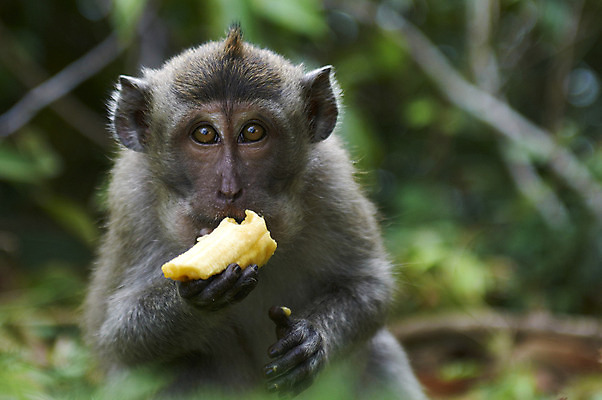 포토 JPG 해외이미지 청소년 바나나 사람없음 회색 원숭이 먹기 발리 인도네시아 해외202004 해외포토 아시아 컬러 섬 과일 포유류 모션 사람 파일형식 이미지허브