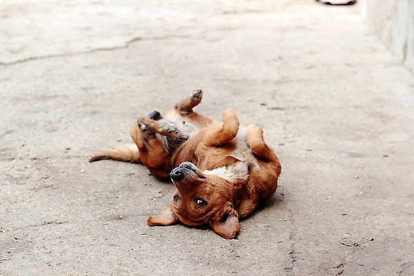 포토 JPG 해외이미지 동물 1 응시 행복 백그라운드 장난 포유류 성인 사람없음 야외 반려동물 카메라 황금 개 거짓말 해외202004 해외포토 시선 감정 사람 전자제품 파일형식 이미지허브