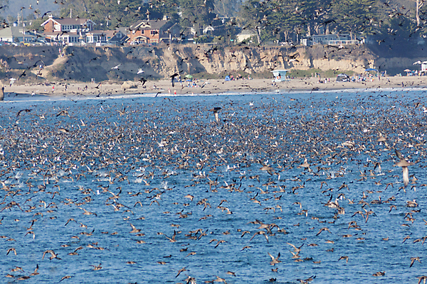 포토 JPG 해외이미지 주간 나무 해외풍경 바다 해변 사람없음 야외 건물 미국 캘리포니아 새떼 해외202004 해외포토 자연요소 식물 해외 건축물 북아메리카 조류 풍경 파일형식 이미지허브