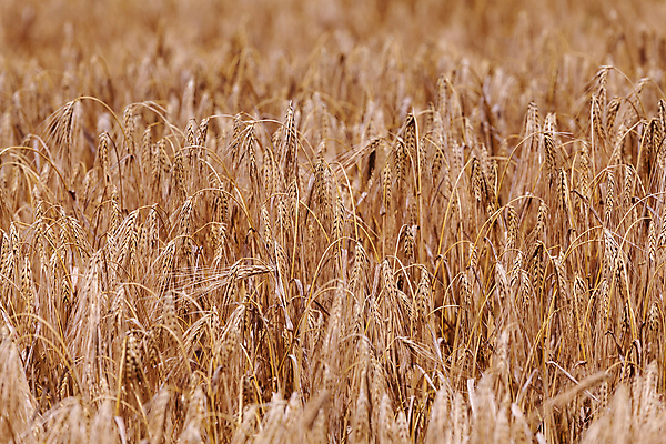 포토 JPG 해외이미지 식물 구름 산업 음식 빵 밭 농업 건강 옥수수 씨앗 사람없음 여름 농작물 햇빛 농장 노란색 성장 시골 황금 낟알 시리얼 밀 장면 밀짚 숙성 호밀 세련 해외202004 해외포토 자연요소 계절 컬러 곡류 태양 짚 파일형식 이미지허브