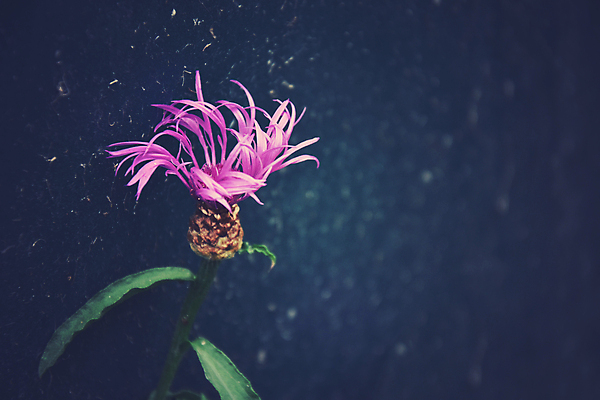 포토 JPG 해외이미지 꽃 자연 사람없음 초록색 정원 보라색 제비꽃 해외202004 해외포토 식물 컬러 생태계 파일형식 이미지허브