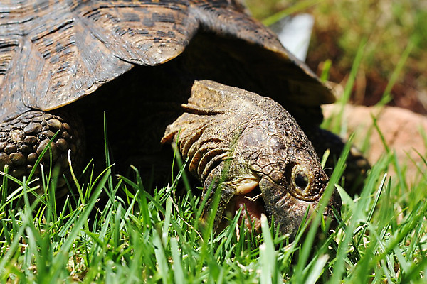 포토 JPG 해외이미지 동물 얼굴 야생동물 음식 파충류 아프리카 자연 잔디 사람없음 야외 가로 초록색 반려동물 머리 껍질 거북이 보호 큼 먹기 배고픔 식물원 토막 남아프리카 옛날 해외202004 해외포토 식물 나라 컬러 컨셉 모션 신체부위 크기 생태계 파일형식 이미지허브
