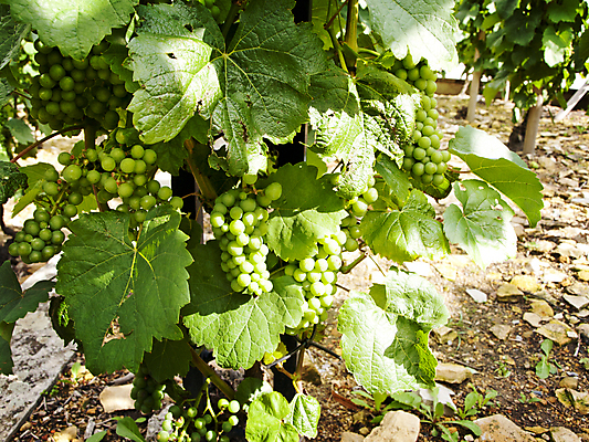 포토 JPG 해외이미지 식물 계절 농업 과일 자연 포도 사람없음 야외 초록색 햇빛 농장 정원 맑음 수확 성장 가을 나뭇가지 시골 유기농 포도밭 내추럴 밭일 숙성 양조 해외202004 해외포토 나무 웰빙 산업 컬러 밭 날씨 태양 생태계 파일형식 이미지허브