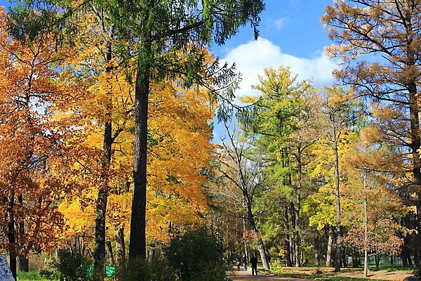 포토 JPG 해외이미지 나무 공원 길 잎 자연 휴식 건강 사람없음 목재 산책 가을 시트 해외202004 해외포토 식물 계절 공공시설 컨셉 재료 생태계 파일형식 이미지허브