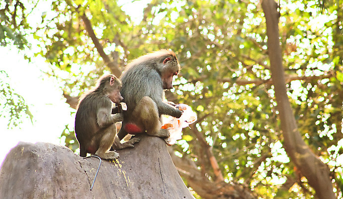포토 JPG 해외이미지 동물 1 계절 공원 얼굴 여행 백그라운드 포유류 아프리카 자연 생물 털 동물원 이집트 종류 미술 동양인 풍경 사람없음 야외 초록색 갈색 환경 원숭이 표현 숲 모피 먹기 유인원 포트폴리오 해외202004 해외포토 공공시설 나라 컬러 모션 문화예술 인종 신체부위 생태계 파일형식 이미지허브