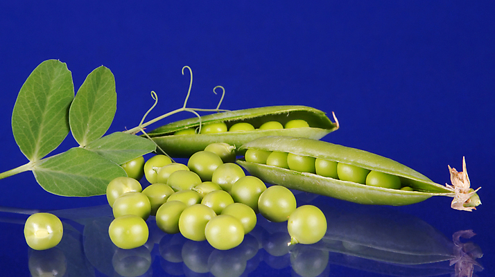 포토 JPG 해외이미지 식물 음식 줄기 잎 다이어트 채소 자연 유리 콩 건강 씨앗 사람없음 초록색 파란색 반사 성장 자녀 달콤 작음 상쾌 완두콩 날것 개발 꼬투리 숙성 해외202004 해외포토 감정 컬러 재질 곡류 맛 크기 생태계 파일형식 이미지허브