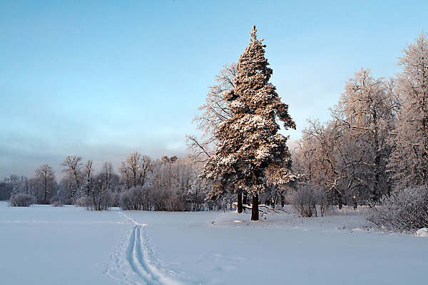 포토 JPG 해외이미지 주간 나무 계절 도로 길 십자가 크리스마스 2 겨울 자국 하늘 스키 요정 흑백 사람없음 야외 목재 파란색 냉동 얼음 추위 프랑스 흰색 나뭇가지 시골 신선 소나무 숲 큼 신비 12월 서리 엽서 눈보라 2월 벌거벗은 숨기 눈내림 해외202004 해외포토 자연요소 식물 기념일 유럽 컬러 컨셉 재료 교통시설 모션 겨울스포츠 눈_날씨 촬영기법 날짜 크기 편지 파일형식 이미지허브