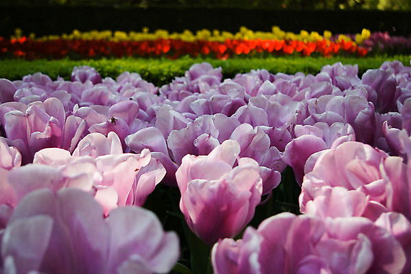 포토 JPG 해외이미지 1 꽃잎 꽃 줄기 컨셉 밭 풍경 사람없음 초록색 컬러풀 농장 농경지 장미 정원 봄 놀이방 튤립 성장 흰색 시골 싱글 엽서 열정 혼자 많음 해외202004 해외포토 식물 계절 감정 컬러 농업 편지 파일형식 이미지허브