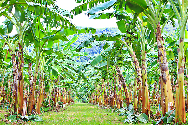 포토 JPG 해외이미지 나무 식물 구름 산업 줄기 잎 밭 농업 과일 태국 자연 하늘 열대 바나나 건강 동양인 사람없음 야외 초록색 여름 농작물 농장 정원 성장 나뭇가지 신선 그룹 숲 유기농 내추럴 밭일 해외202004 해외포토 자연요소 웰빙 계절 아시아 컬러 인종 생태계 파일형식 이미지허브