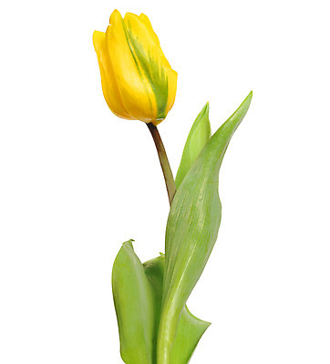 포토 JPG 해외이미지 식물 꽃잎 꽃 줄기 꽃다발 컨셉 꽃무늬 자연 휴가 부활절 기념 발렌타인데이 선물 사랑 미술 사람없음 장식 빨간색 초록색 컬러풀 정원 보라색 봄 튤립 벚꽃 흰색 인사 신선 신용카드 클래식 우아함 다발 배열 꽃집 묘사 내추럴 고립 해외202004 해외포토 계절 기념일 감정 컬러 무늬 데이이벤트 문화예술 금융 상점 예절 생태계 파일형식 이미지허브