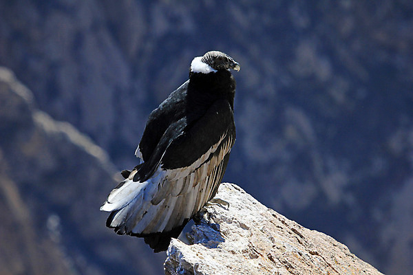 포토 JPG 해외이미지 여자 날개 자연 조류 하늘 앉기 풍경 사람없음 골짜기 검은색 미국 힘 자유 흰색 닫기 큼 먹이 깃털 육식동물 남쪽 발톱 페루 해외202004 해외포토 동물 컬러 컨셉 북아메리카 모션 발 사람 남아메리카 크기 방향 생태계 파일형식 이미지허브
