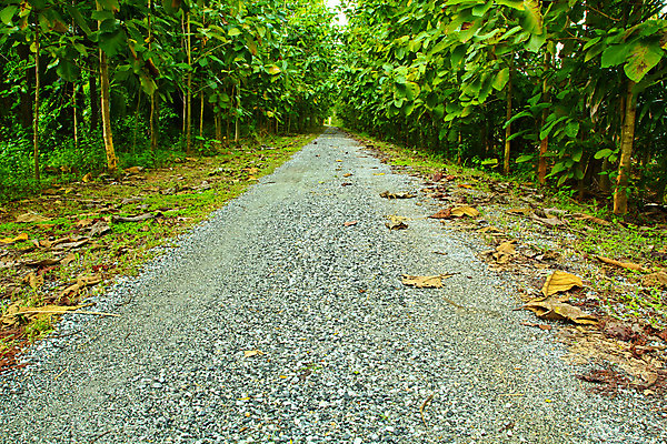 포토 JPG 해외이미지 나무 식물 계절 공원 도로 길 줄기 낙엽 잎 자연 그림자 풍경 잔디 사람없음 목재 초록색 여름 빛 나뭇가지 시골 신선 그룹 숲 오솔길 아스팔트 땅 허브 순수 나무껍질 지역 방법 줄서기 해외202004 해외포토 공공시설 컬러 컨셉 재료 교통시설 모션 껍질 생태계 파일형식 이미지허브