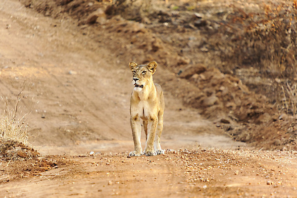 포토 JPG 해외이미지 식물 응시 도로 야생동물 포유류 아프리카 털 사람없음 걷기 고양이 황무지 사자 먼지 동물상 탄자니아 해외202004 해외포토 동물 시선 나라 길 교통시설 모션 반려동물 조형물 파일형식 이미지허브