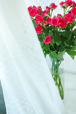 포토 JPG 해외이미지 식물 디자인 기념일 꽃잎 꽃 종이 분홍색 꽃다발 결혼 백그라운드 꽃무늬 자연 벽지 결혼식 휴가 발렌타인데이 선물 사랑 사람없음 장식 빨간색 초록색 장미 우주 봄 수확 벚꽃 흰색 신선 신용카드 닫기 다발 만족 활 질감 복고 고립 해외202004 해외포토 계절 감정 컬러 무늬 농업 모션 데이이벤트 이벤트 금융 생태계 파일형식 이미지허브