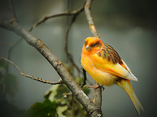 포토 JPG 해외이미지 나무 동물 척추동물 야생동물 오렌지 자연 조류 종류 앉기 사람없음 컬러풀 노란색 정원 나뭇가지 황무지 작음 깃털 부리 새장 동물상 해외202004 해외포토 식물 컬러 과일 모션 조형물 크기 생태계 케이지 파일형식 이미지허브