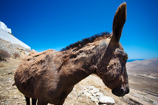 포토 JPG 해외이미지 동물 전통 접시 외관 유럽 문화 섬 여행 농업 포유류 교통시설 자연 하늘 휴가 거리 풍경 사람없음 야외 건물 여름 파란색 농장 갈색 환경 가축 시골 모피 지중해 그리스 장면 당나귀 안장 그리스인 해외202004 해외포토 서양인 식기 건축물 계절 나라 산업 바다 컬러 교통 말_동물 시설 생태계 파일형식 이미지허브