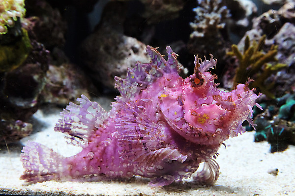 포토 JPG 해외이미지 분홍색 사람없음 수중 수족관 해외202004 해외포토 컬러 파일형식 이미지허브