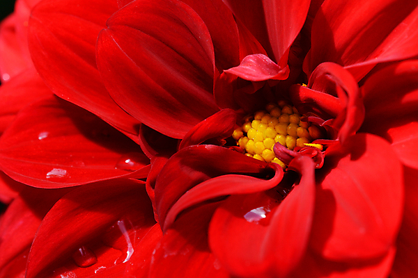 포토 JPG 해외이미지 식물 꽃잎 꽃 자연 사람없음 빨간색 물 젖음 물방울 달리아 묘사 꽃수술 해외202004 해외포토 자연요소 컬러 생태계 파일형식 이미지허브