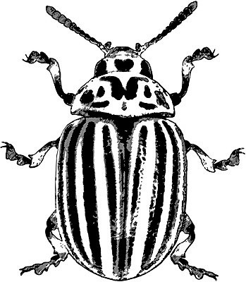 EPS 해외이미지 동물 1 야생동물 곤충 백그라운드 농업 오렌지 일러스트 자연 감자 흑백 안테나 그래픽 머리 검은색 줄무늬 흰색 거친 원주민 해충 벌레 작음 딱정벌레 묘사 오브젝트 싱글 심플 내추럴 고립 콜로라도 해외202004 해외일러스트 산업 컬러 무늬 채소 과일 통신 촬영기법 신체부위 미국 아프리카인 크기 생태계 파일형식 벡터 이미지허브