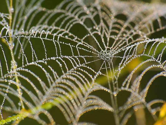 포토 JPG 해외이미지 나무 식물 꽃 아침 사람없음 안개 실 떨어짐 거미줄 거미 올가미 해외202004 해외포토 주간 곤충 컨셉 날씨 파일형식 이미지허브
