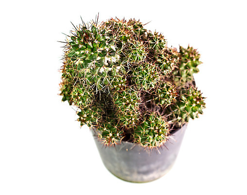 포토 JPG 해외이미지 식물 꽃 화초 백그라운드 잎 자연 선인장 사람없음 장식 초록색 여름 사막 흰색 가시 묘사 날카로움 애리조나 스파이크 내추럴 고립 해외202004 해외포토 계절 컬러 미국 생태계 파일형식 이미지허브