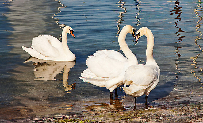 포토 JPG 해외이미지 동물 커플 조류 3 사랑 사람없음 물 반사 수영 비행 백조 해외202004 해외포토 자연요소 감정 관계 수상스포츠 파일형식 이미지허브