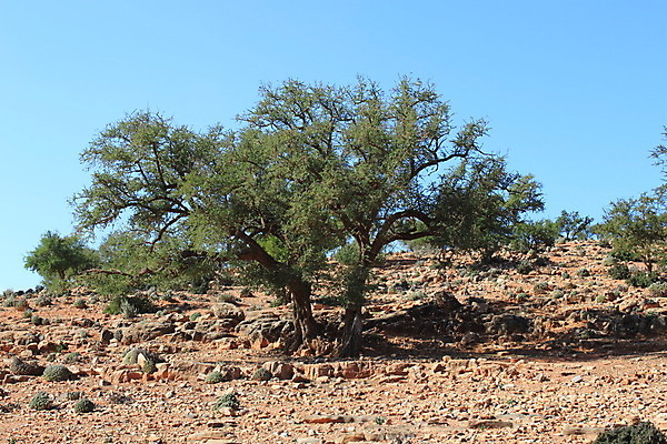 포토 JPG 해외이미지 나무 밭 농업 아프리카 하늘 사람없음 햇빛 사막 견과류 모로코 사하라 해외202004 해외포토 식물 나라 산업 태양 파일형식 이미지허브
