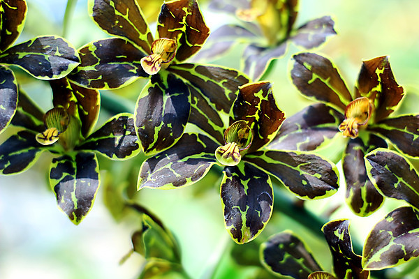 포토 JPG 해외이미지 식물 공원 꽃잎 꽃 꽃다발 백그라운드 잎 꽃무늬 밭 농업 자연 하늘 사람없음 야외 컬러풀 햇빛 태양 정원 성장 벚꽃 나뭇가지 농촌 신선 화려 개화 난초 고급 우아함 자연백그라운드 심기 해외202004 해외포토 자연요소 나무 공공시설 산업 컬러 컨셉 무늬 모션 시골 생태계 파일형식 이미지허브