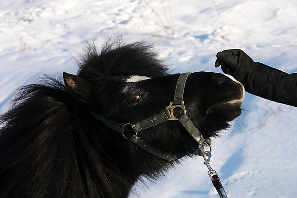 포토 JPG 해외이미지 동물 계절 겨울 밭 농업 자연 하늘 풍경 사람없음 야외 목재 빨간색 파란색 울타리 농장 농경지 맑음 얼음 추위 흰색 시골 서리 조랑말 외양간 방목장 밭일 눈내림 해외202004 해외포토 자연요소 나무 산업 컬러 재료 날씨 눈_날씨 담장 말_동물 생태계 파일형식 이미지허브