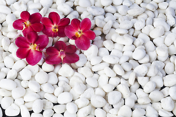 포토 JPG 해외이미지 식물 꽃잎 꽃 백그라운드 자연 슬리퍼 사람없음 야외 장식 초록색 갈색 노란색 환경 정원 봄 벚꽃 흰색 신선 난초 우아함 보호 싱글 생태계 내추럴 고립 생태학 온실 해외202004 해외포토 계절 교육 컬러 신발 컨셉 파일형식 이미지허브