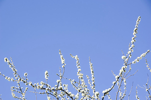 포토 JPG 해외이미지 식물 계절 꽃 자연 하늘 새로움 사람없음 야외 여름 파란색 환경 일본 맑음 봄 성장 벚꽃 흰색 나뭇가지 신선 개화 체리 묘사 부드러움 내추럴 깊이 카피스페이스 해외202004 해외포토 나무 아시아 컬러 컨셉 과일 날씨 공백 감각 생태계 파일형식 이미지허브