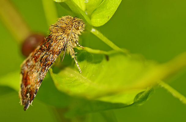 포토 JPG 해외이미지 동물 야생동물 나비 곤충 백그라운드 날개 자연 친절 안테나 사람없음 환경 활발 점 수집 생물학 나방 해외202004 해외포토 교육 컨셉 통신 생태계 파일형식 이미지허브