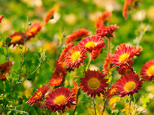포토 JPG 해외이미지 식물 계절 꽃 꽃다발 백그라운드 꽃무늬 패턴 오렌지 자연 국화 사람없음 야외 장식 초록색 여름 컬러풀 태양 노란색 정원 벚꽃 가을 신선 원예 해외202004 해외포토 자연요소 컬러 무늬 과일 취미 생태계 파일형식 이미지허브